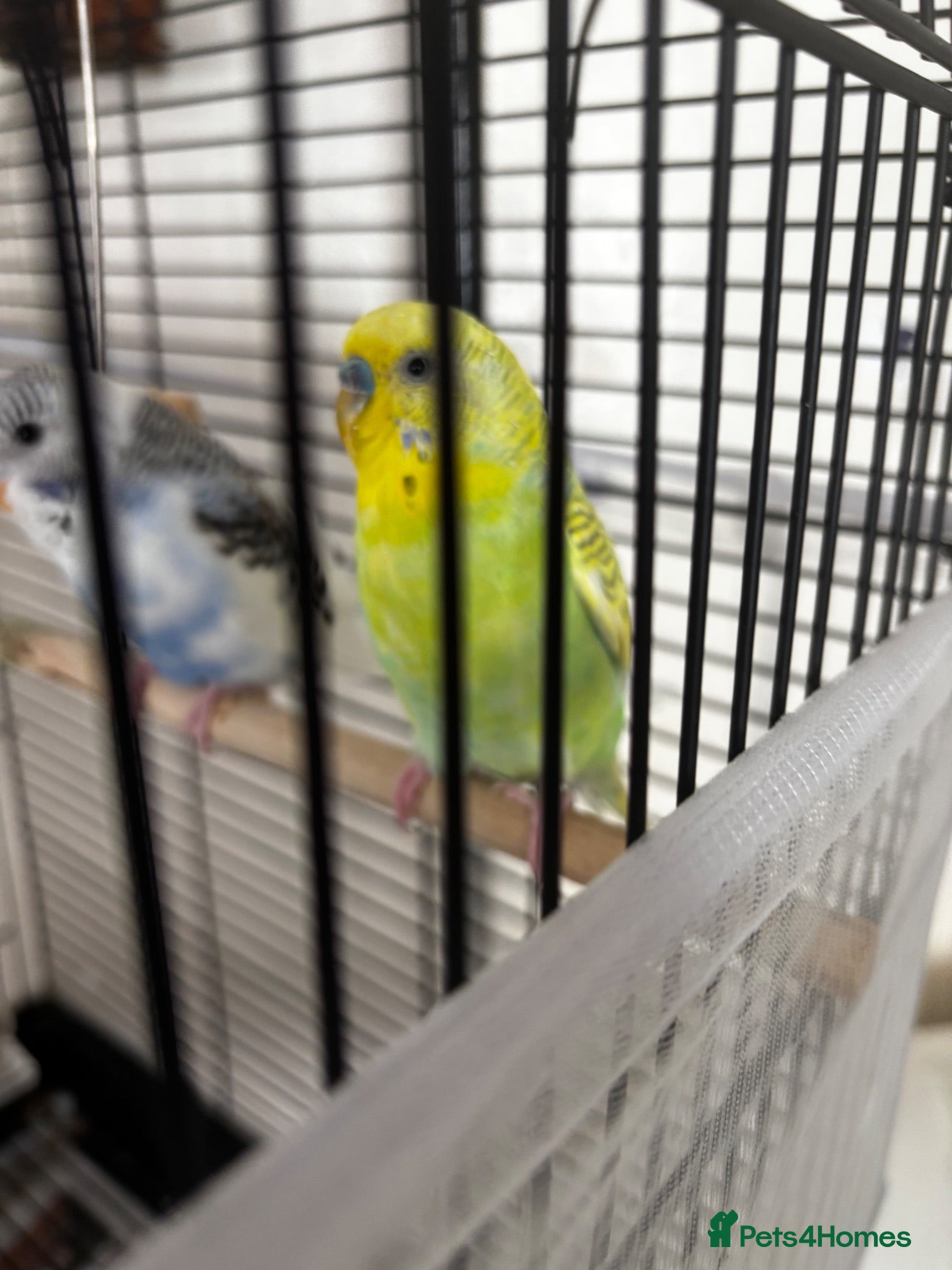 Budgerigars birds A lovely male budgie NO CAGE INCUDED - Advert 9