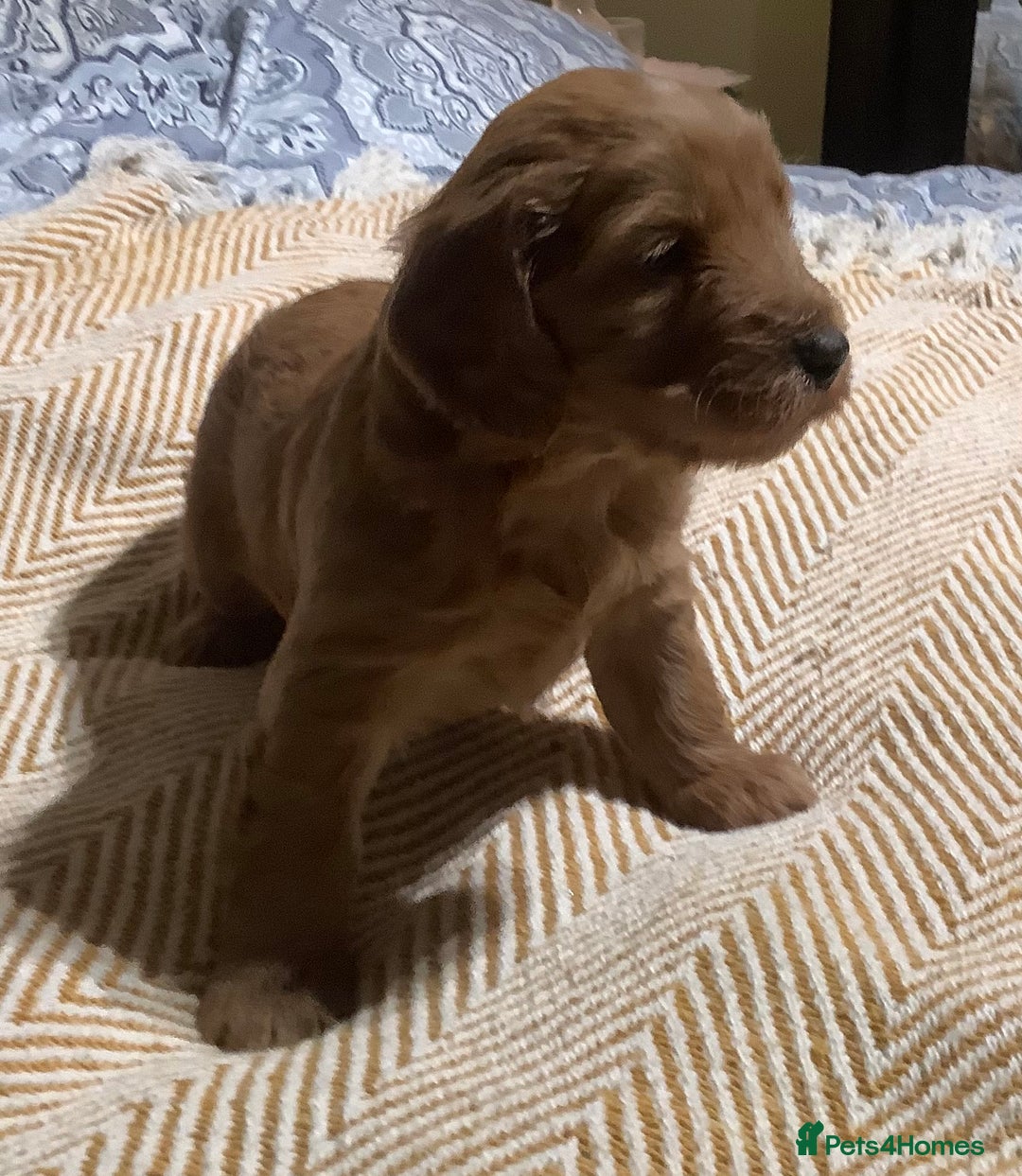 Mixed Breed dogs for sale: AUSTRALIAN LABRADOODLE PUPPIES - Advert 3