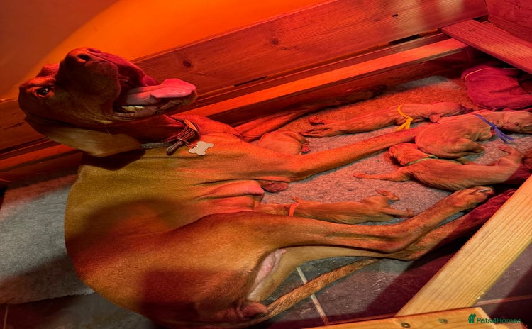 Hungarian Vizsla dogs - Advert 5