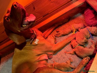 Hungarian Vizsla dogs - Advert 6