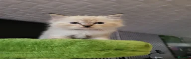 Ragdoll Grey 