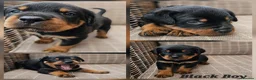 Rottweiler dogs for sale: Champion Bloodline German Rottweiler Puppies - Advert 13