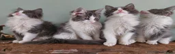 Maine Coon cats for sale: Maine Coon x Ragdoll 12 week kittens 2 male 2 fem - Advert 7