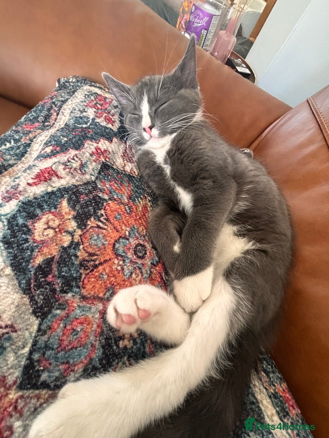Mixed Breed cats for sale: Boy cat for rehoming - Image 8