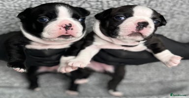 Boston Terrier dogs - Advert 2
