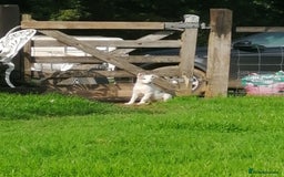 Bearded Collie dogs for sale: Beautiful blue merle border collie pups! - Image 20
