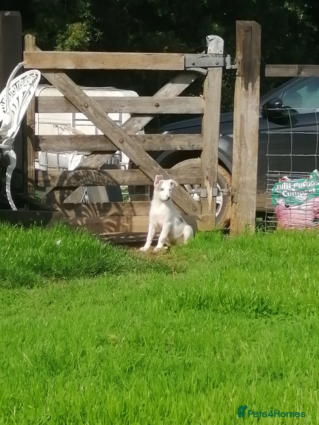 Bearded Collie dogs for sale: Beautiful blue merle border collie pups! - Image 20