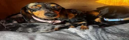 Dachshund dogs for sale: Dashound puppies  - Advert 2