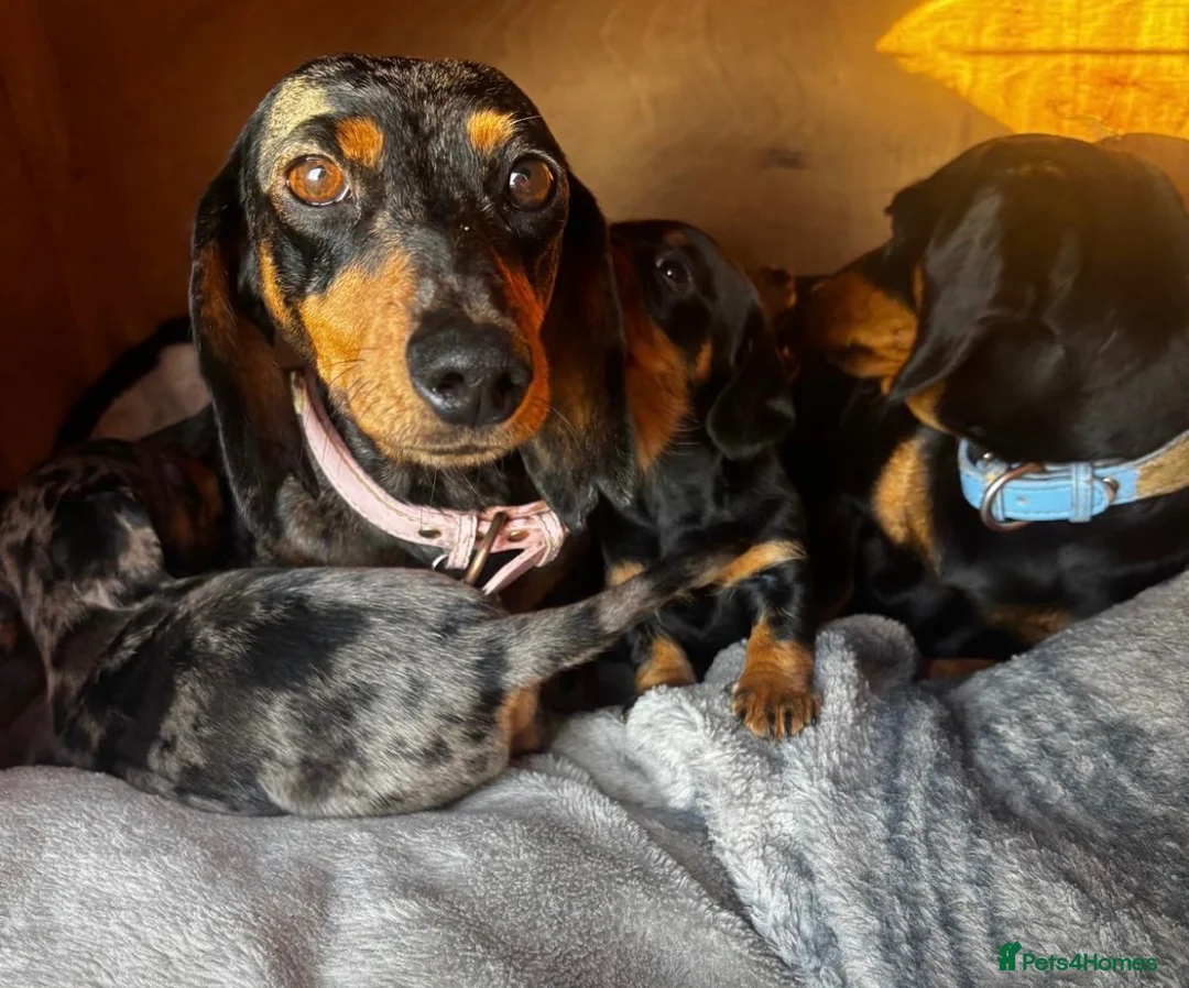 Dachshund dogs for sale: Dashound puppies  - Advert 2