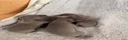 Italian Greyhound dogs for sale: Full Italian greyhound pup **one male Left*** - Advert 2