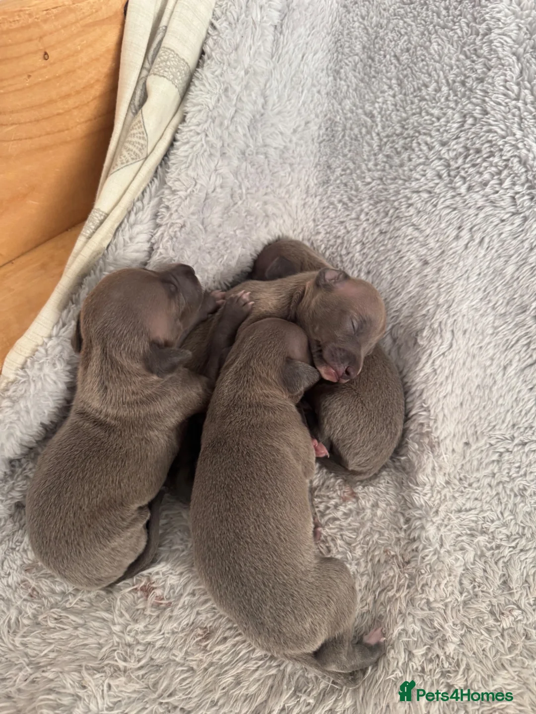 Italian Greyhound dogs for sale: Full Italian greyhound pup **one male Left*** - Advert 2