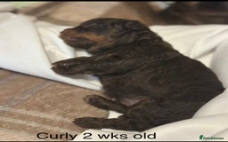 Mixed Breed dogs for sale: Poochon x chipoo small puppies - Image 7