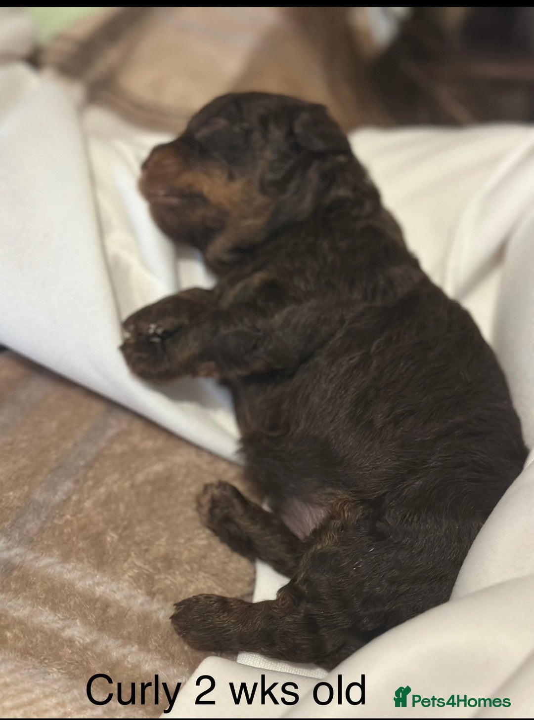 Mixed Breed dogs for sale: Poochon x chipoo small puppies - Image 7