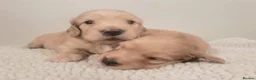 Miniature Dachshund dogs for sale: Show quality mini longhaired dachshunds pups - Advert 5