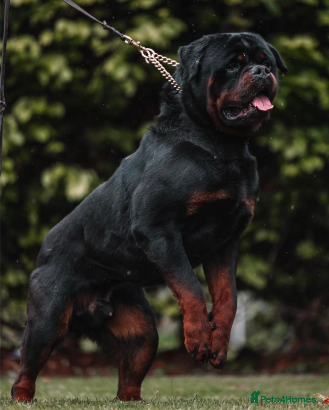 Rottweiler dogs for sale: 🦍🖤🤎KC REG 5 star breeders🤎🖤🦍 - Image 6