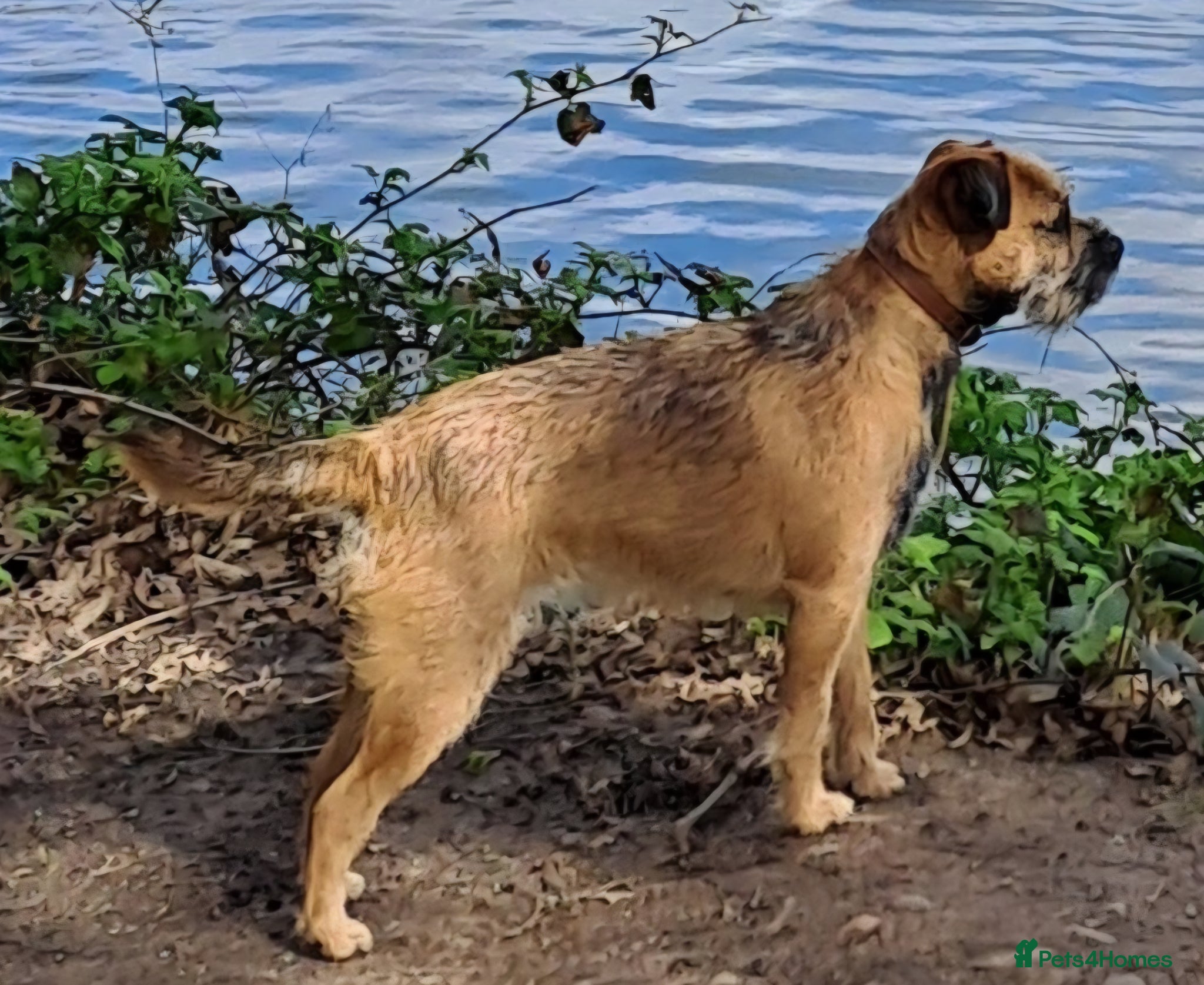 Border Terrier dogs BORDER TERRIER PUPPIES  - Advert 6