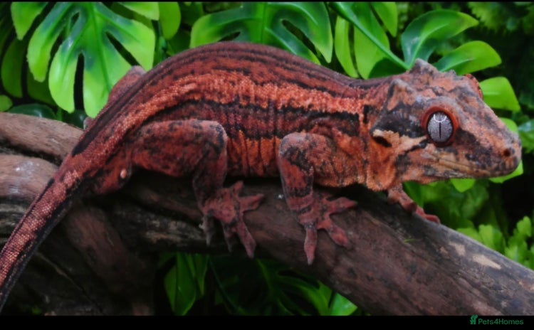 Gecko reptiles - Advert 4