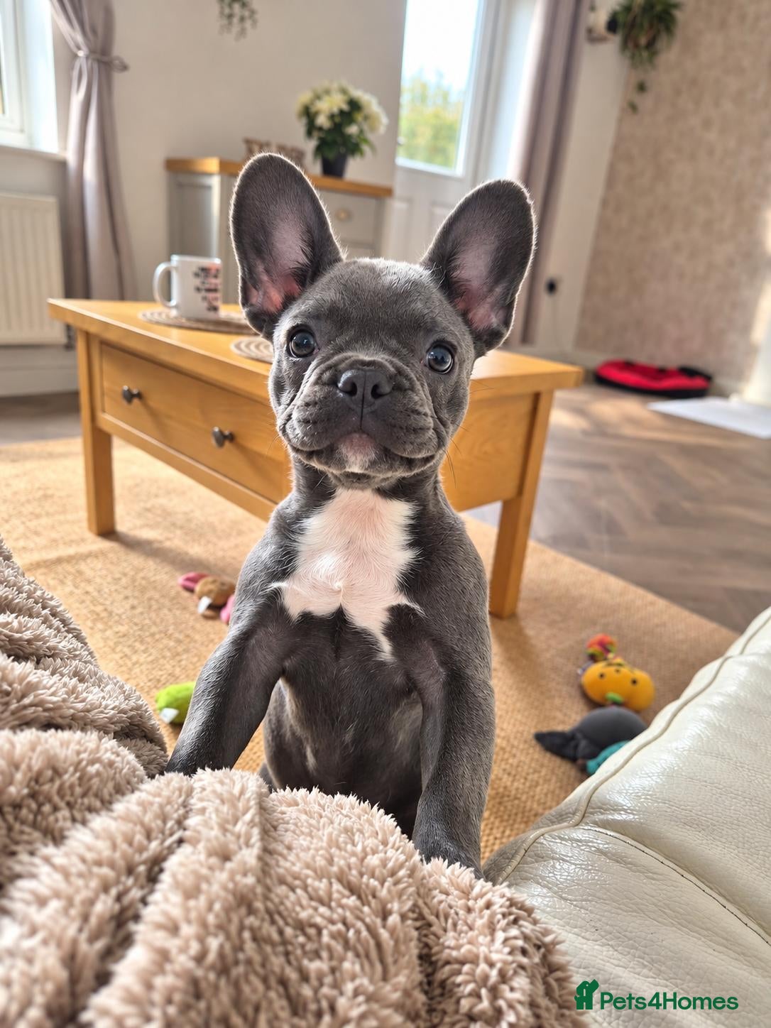 French Bulldog dogs Female frenchie  - Advert 8