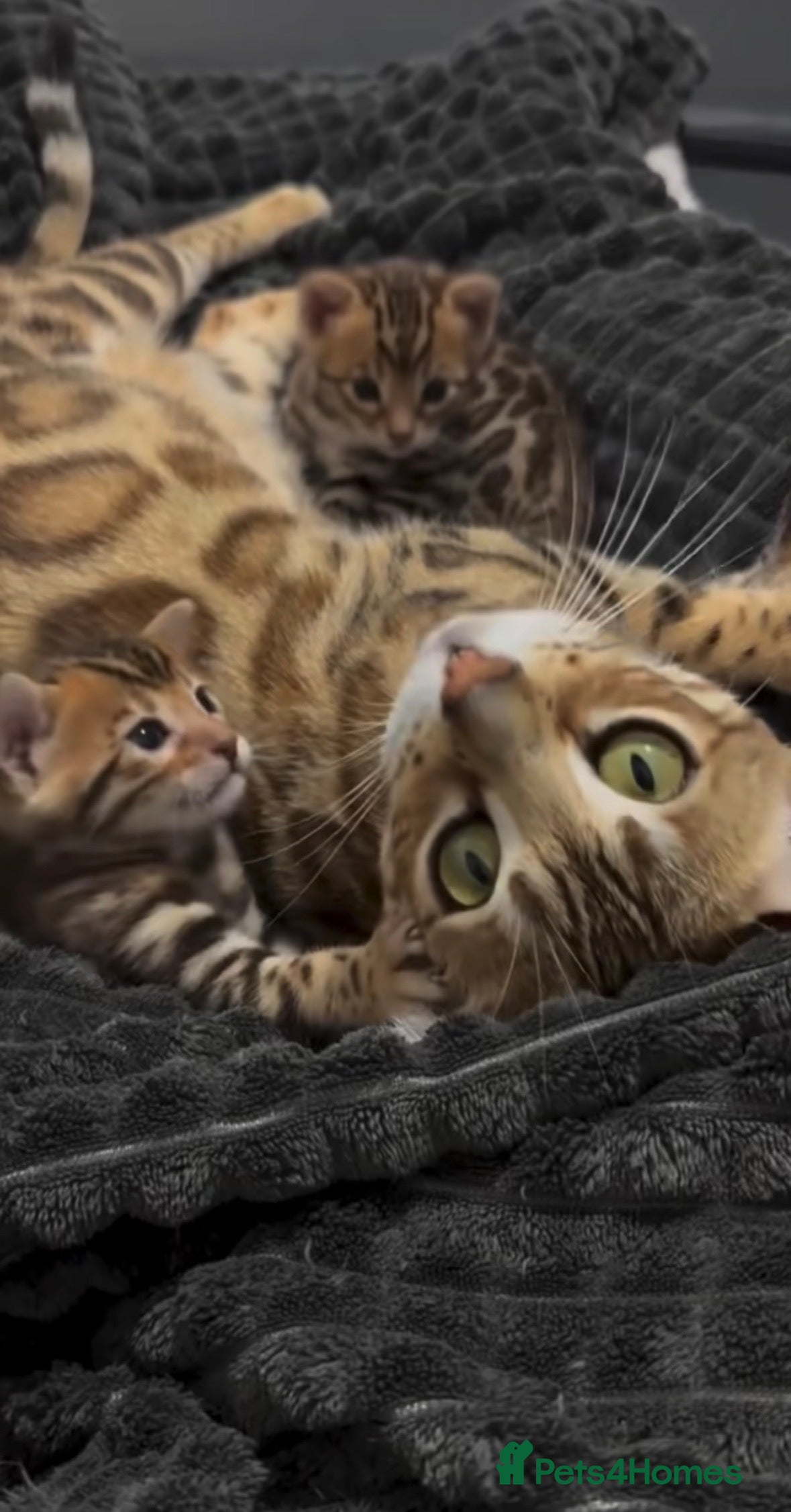 Bengal cats Last Marble Bengal Girl Available  - Advert 1