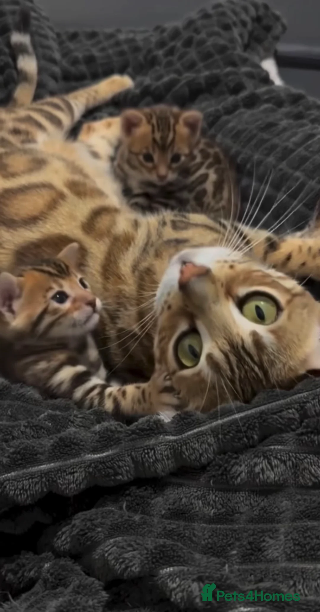 Bengal cats for sale: Last Marble Bengal Girl Available  - Advert 1