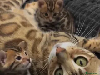 Bengal cats Last Marble Bengal Girl Available - Advert 1