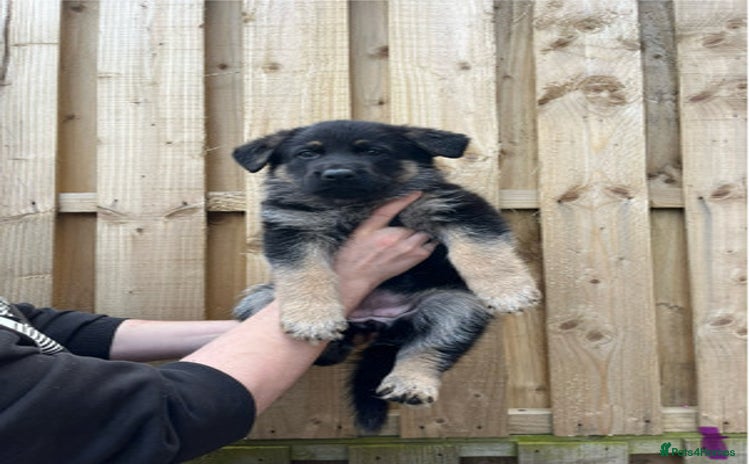 German Shepherd dogs - Advert 1