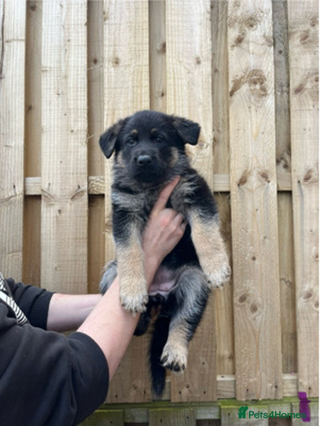German Shepherd dogs for sale: healthy 8weeks old german shepherd puppies - Image 1