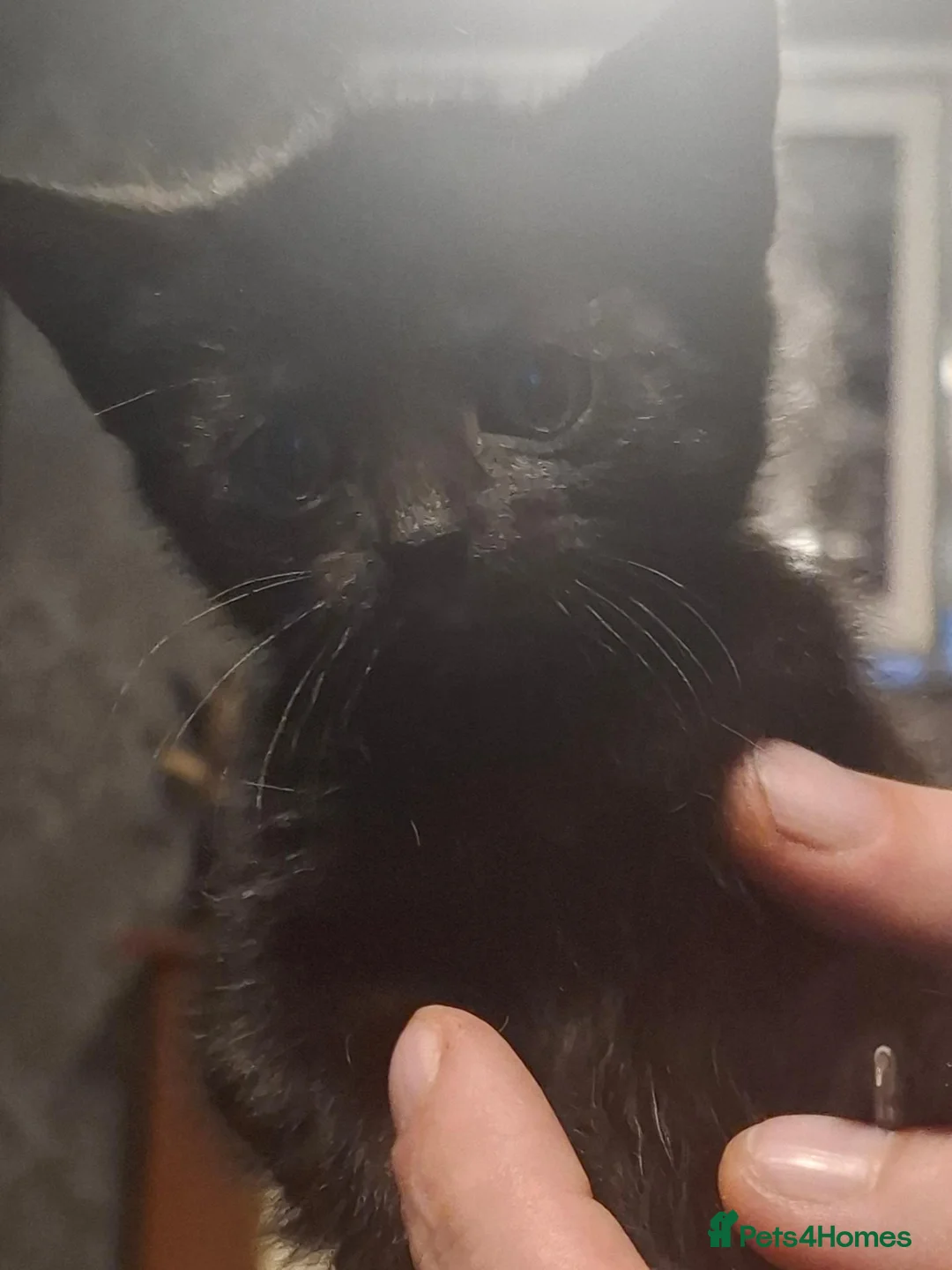 Mixed Breed cats for sale: 4 adorable kittens - Advert 6
