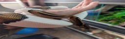Python Snake reptiles for sale: Pied Royal/Ball Python - Advert 5