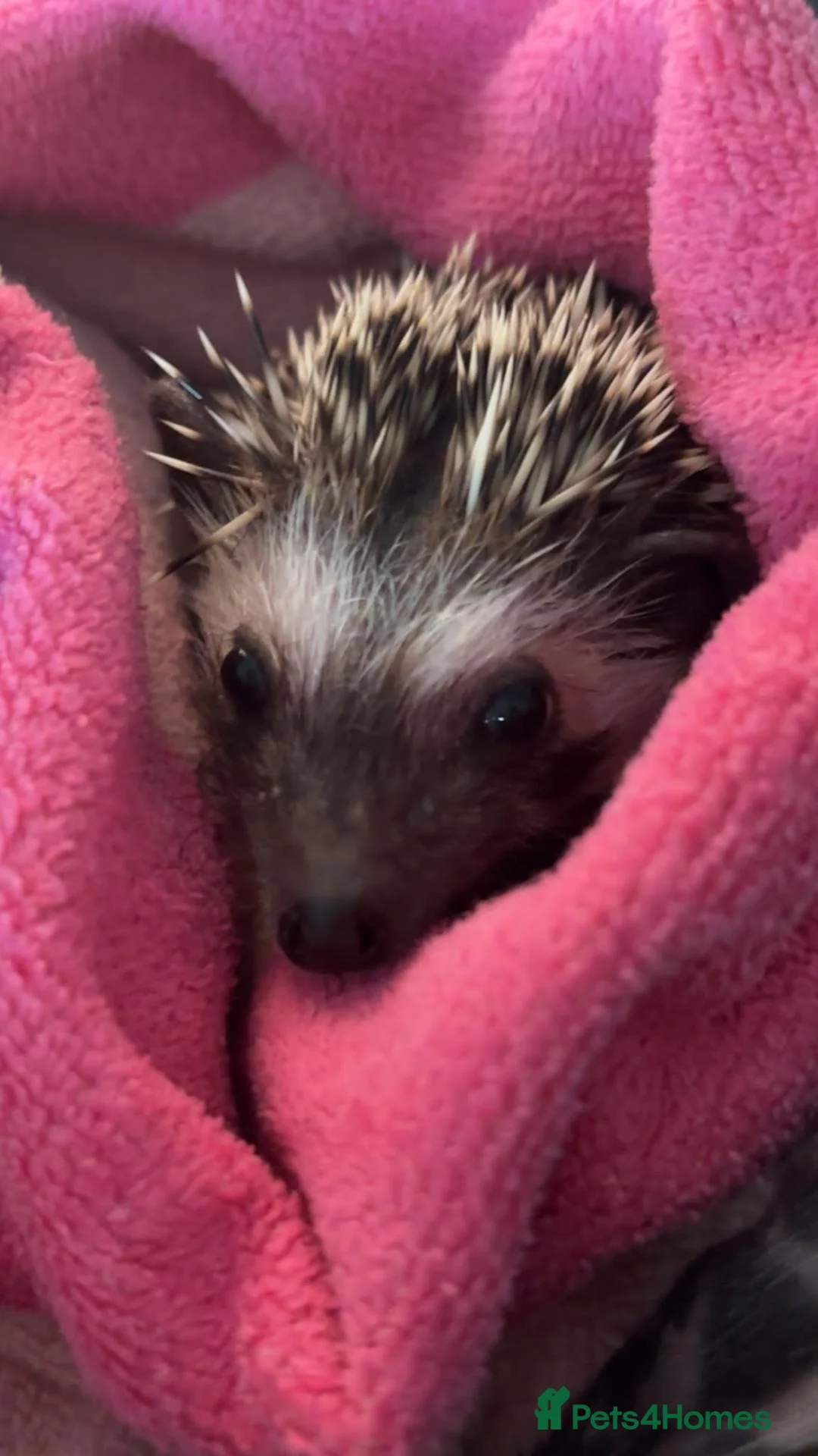 Pygmy Hedgehog rodents for sale: Pygmy hedgehog. in Accrington - Advert 3