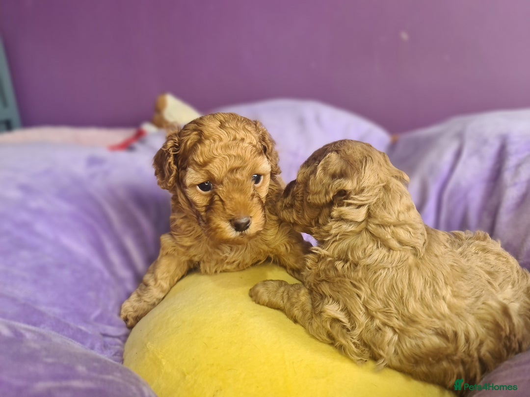 Toy Poodle dogs for sale: Mini TOY POODLES Last one boy available - Advert 18