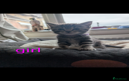 Ragdoll cats for sale: Ragdoll x British shirt hair - Image 12