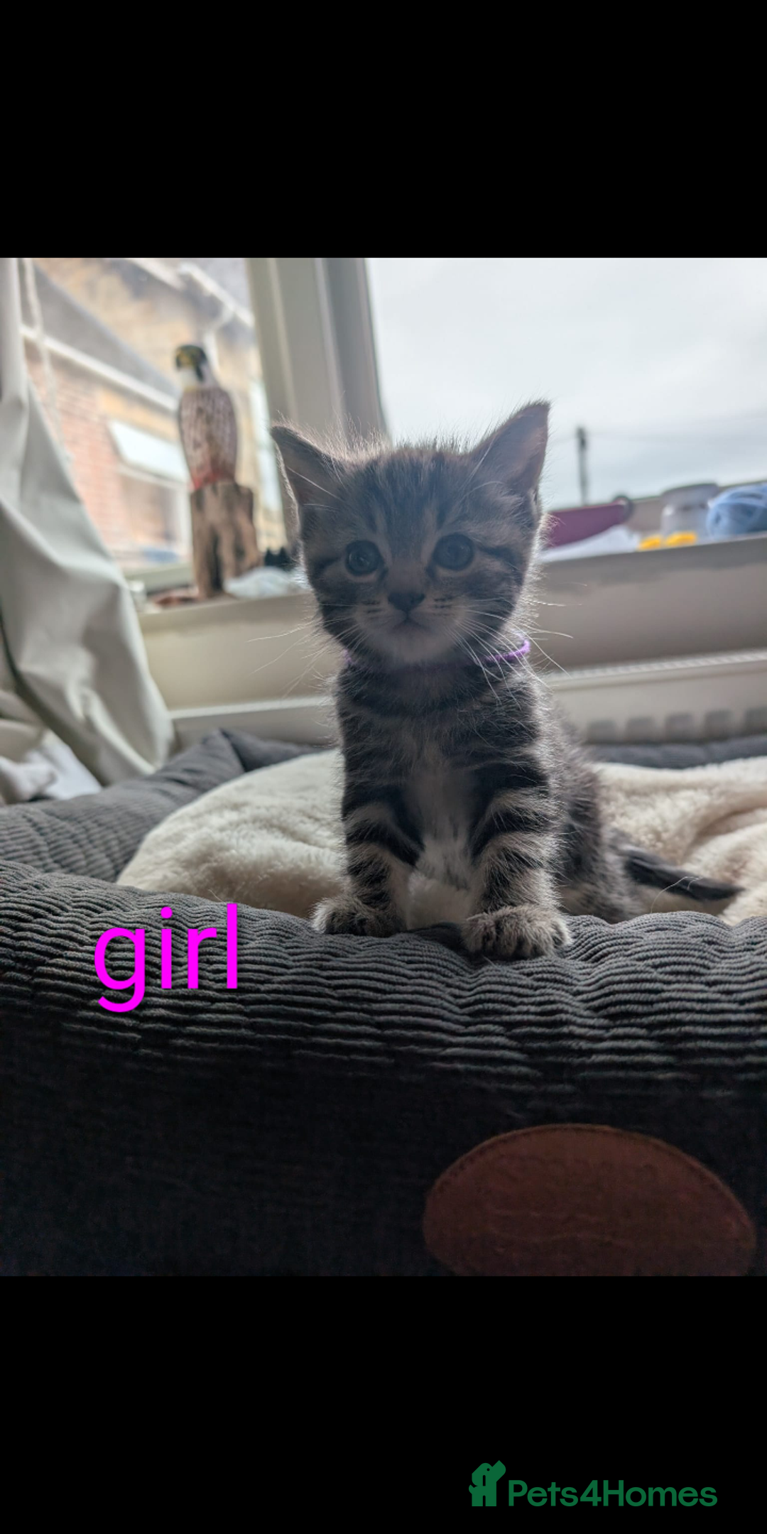 Ragdoll cats for sale: Ragdoll x British shirt hair - Image 12