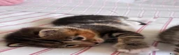 Mixed Breed cats for sale: 4 Beautiful Female Kittens Ready in August - Advert 33