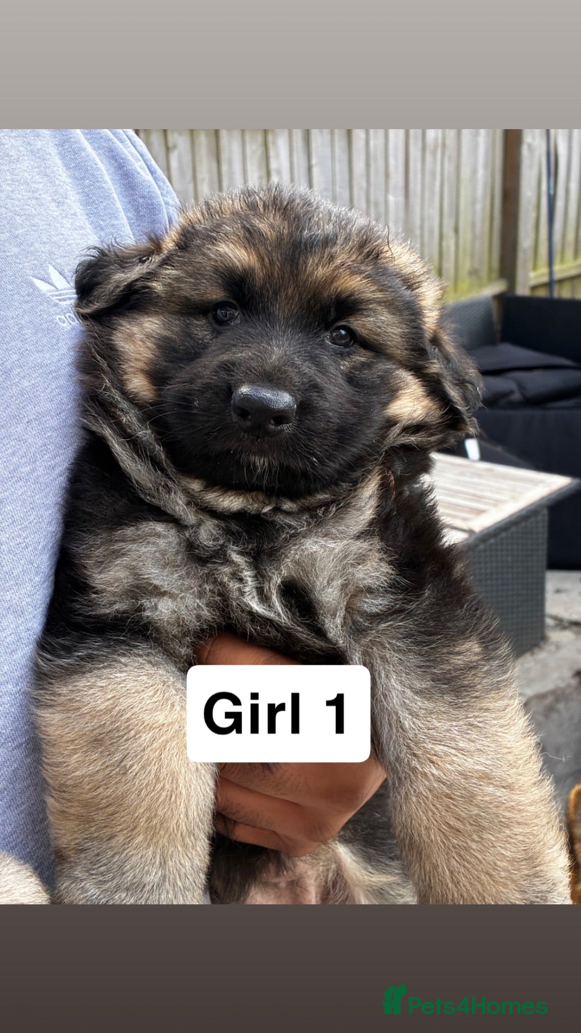 German Shepherd dogs Long haired straight back German shepherd puppies  - Advert 5
