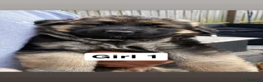 German Shepherd 1