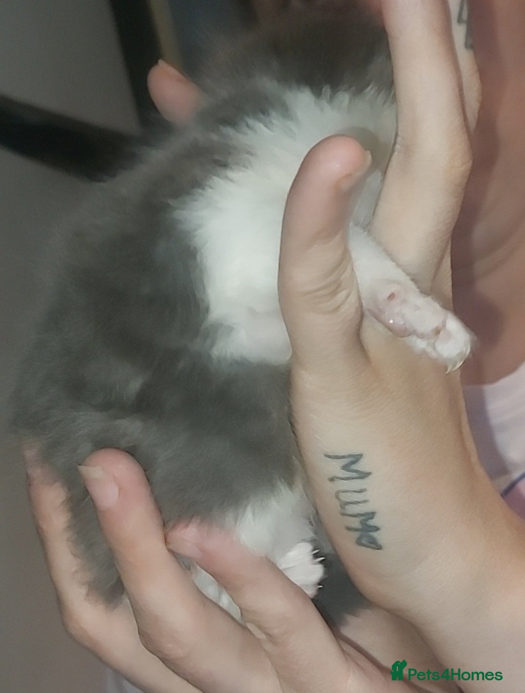 Domestic Shorthair cats for sale: Black female kitten  - Image 3