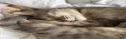 British Shorthair cats for sale: Moose in Biggleswade - Advert 11