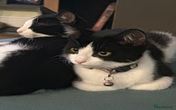 Mixed Breed cats for sale: Beautiful tuxedo kittens  - Image 11