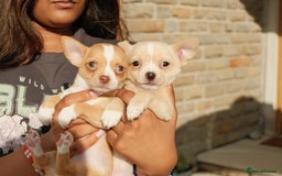 Chihuahua dogs for sale: 4 beautiful Chihuahua pups - Image 8