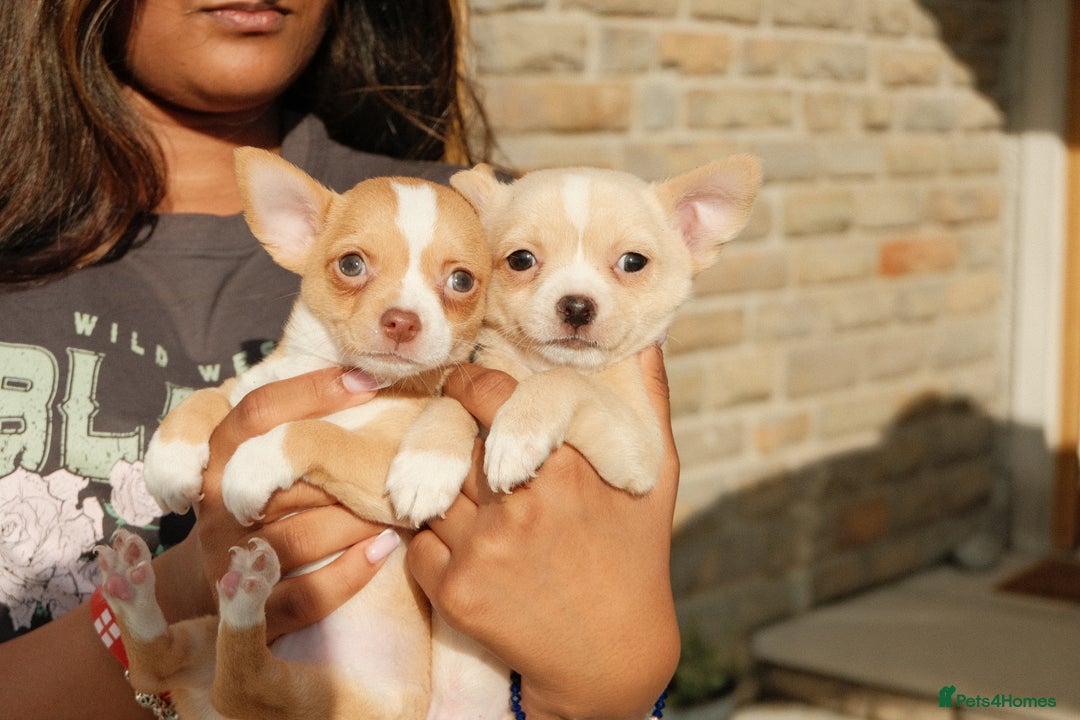Chihuahua dogs for sale: 4 beautiful Chihuahua pups - Image 8