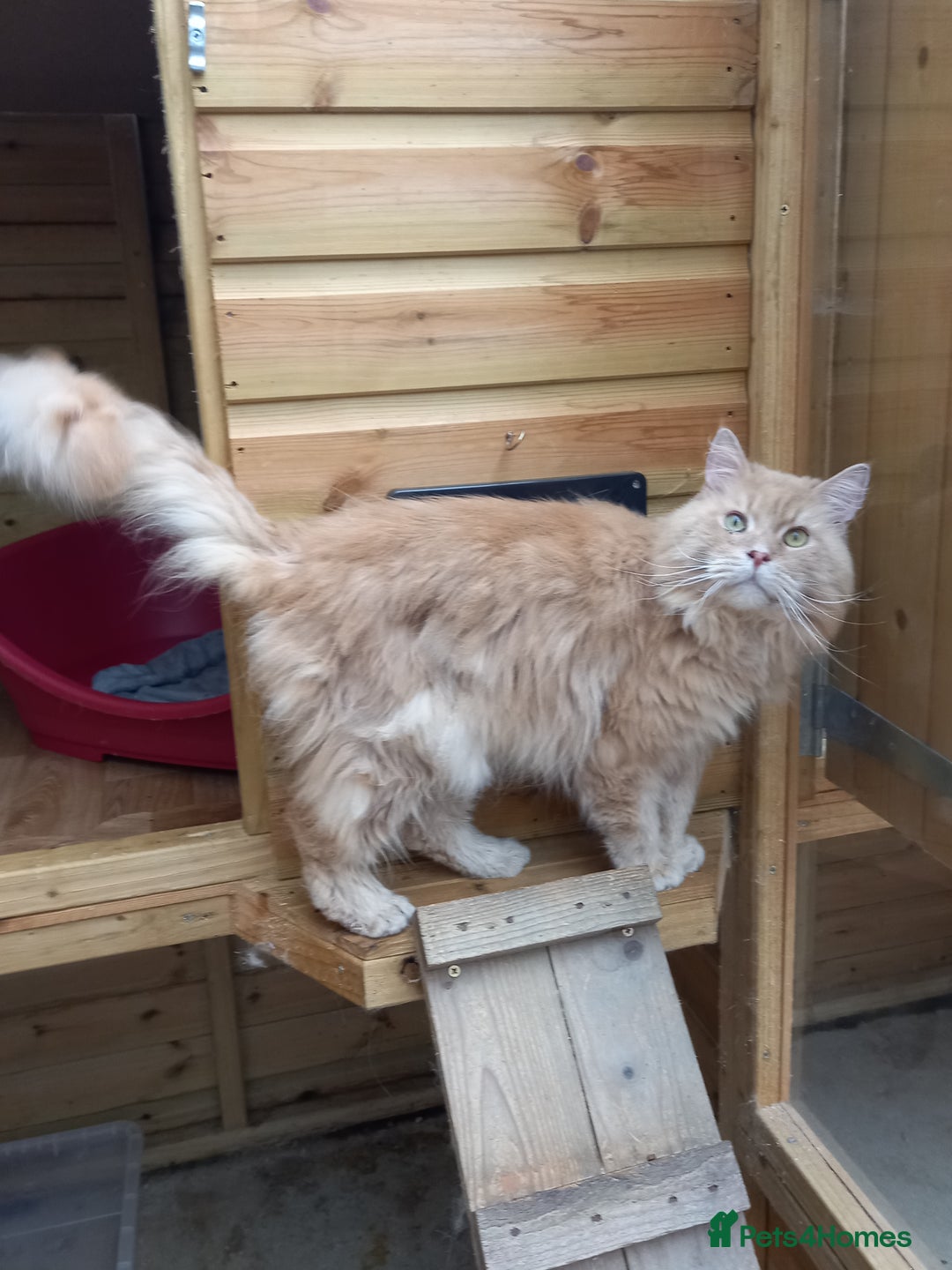 Savannah cats for sale: Savannah x Maine Coon kittens - Advert 13