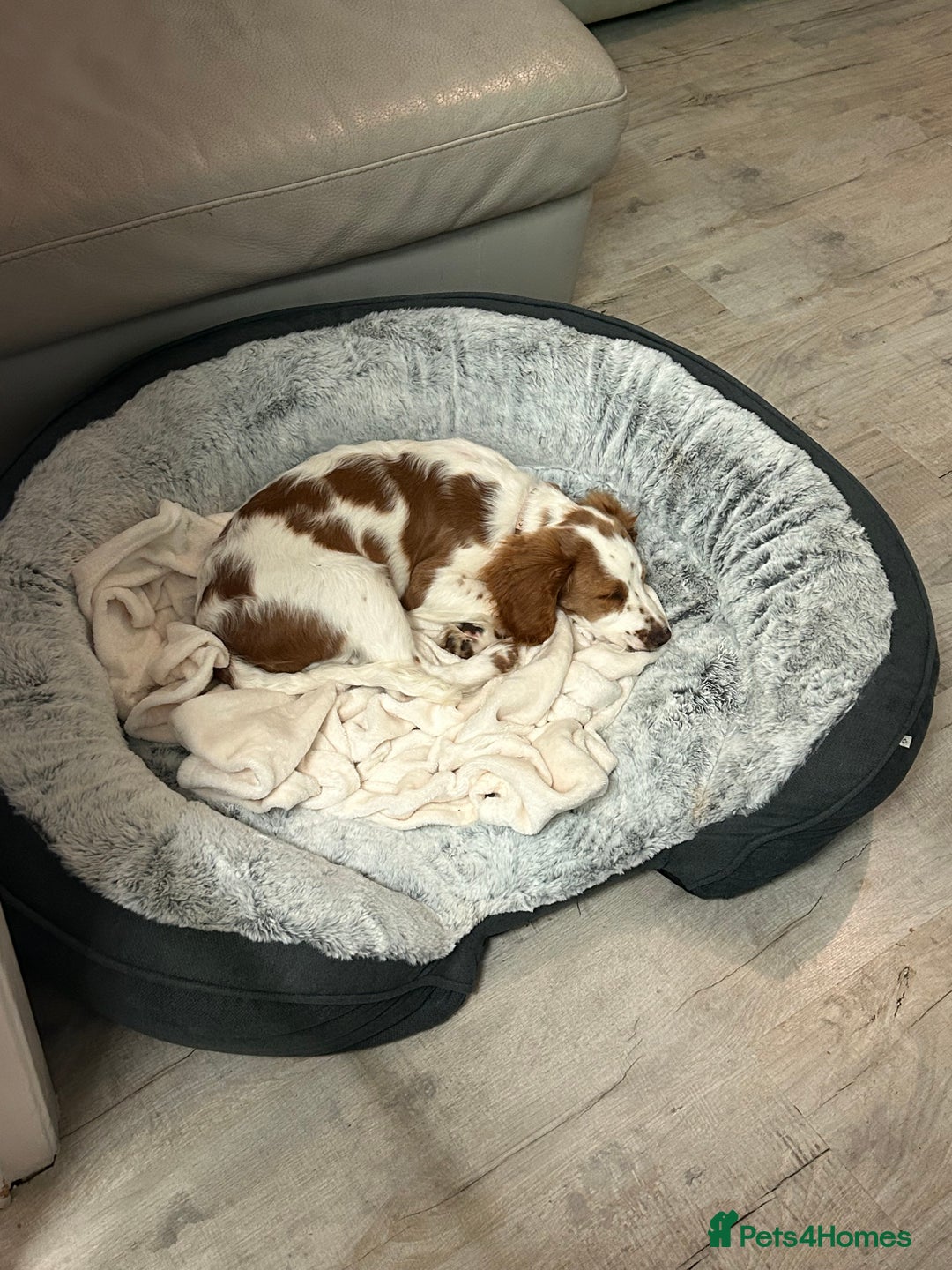 Cockapoo dogs for sale: 5 months old Cockerpoo - Advert 3