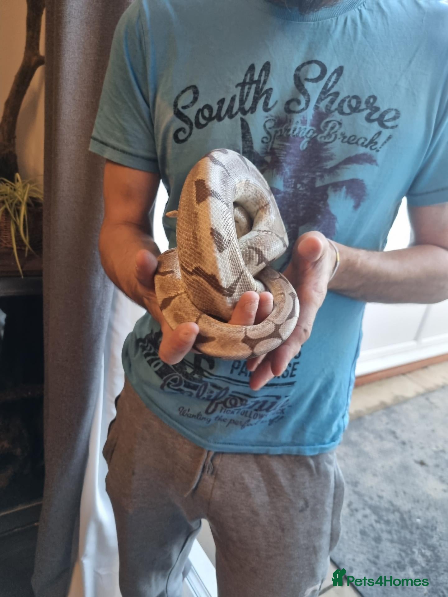 Mixed Breed reptiles Ball pythons and 2 corns for sale with set ups   - Advert 15