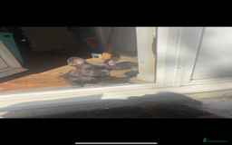 French Bulldog dogs for sale: Frenchie Pup - Image 3