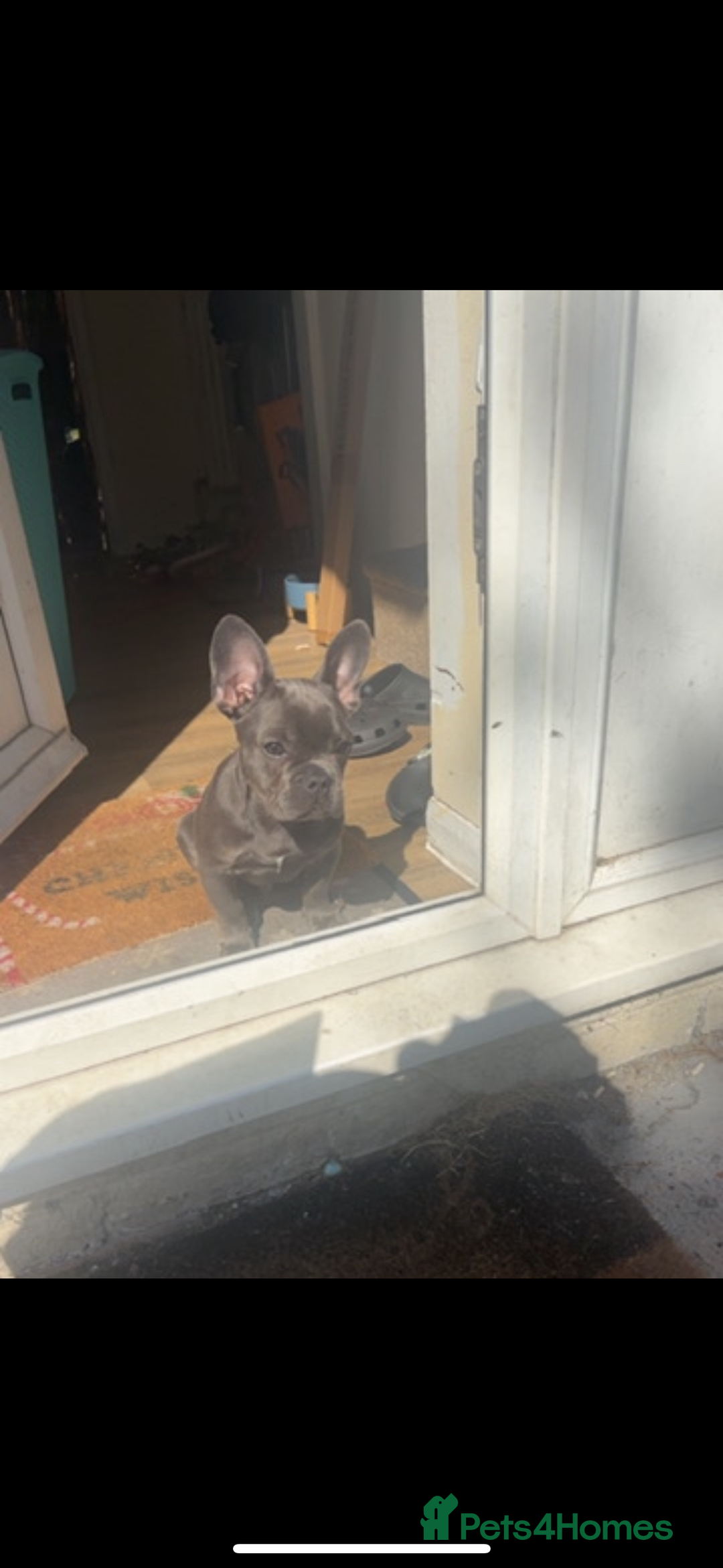 French Bulldog dogs for sale: Frenchie Pup - Image 3