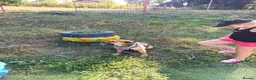 Mixed Breed dogs for adoption: BRUTUS - Advert 5
