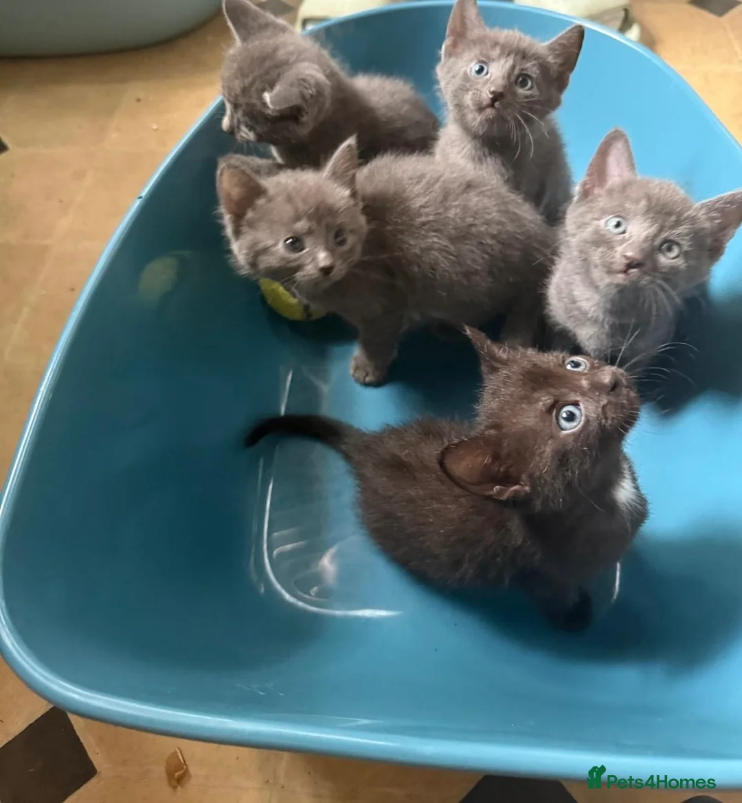Mixed Breed cats for sale: 2 girls 1 boy ready to New home, mum is Shphynx - Advert 1
