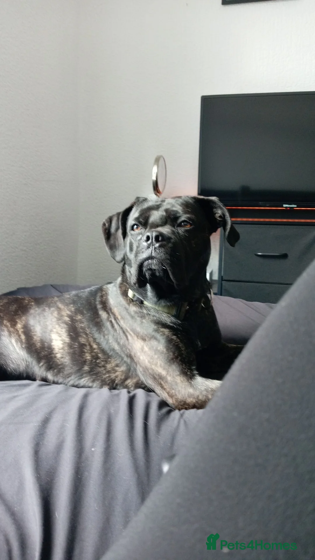 Cane Corso dogs for sale: Zara  in Cleckheaton - Advert 1