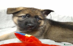 German Shepherd dogs for sale: BEAUTIFUL SABLE GERMAN SHEPHERD PUPS - Image 27